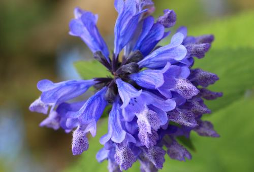A close up of the flowers on a Japanese catmint flower